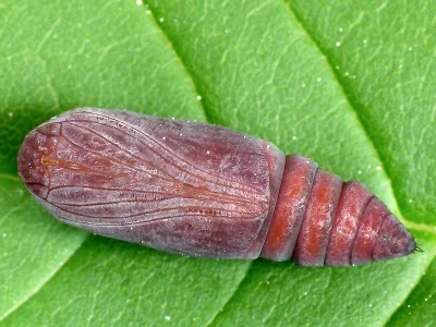 Euclidia (Euclidia) glyphica