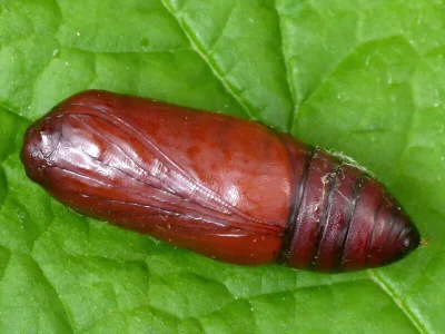 Euplagia quadripunctaria