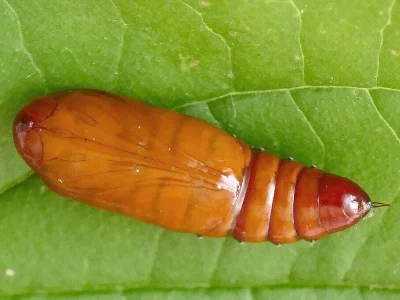 Helicoverpa armigera