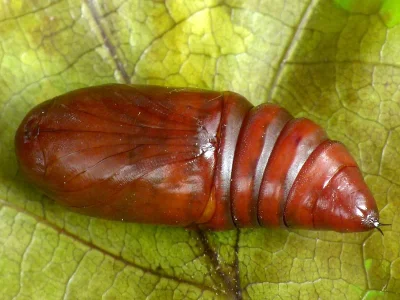Orthosia (Monima) cruda