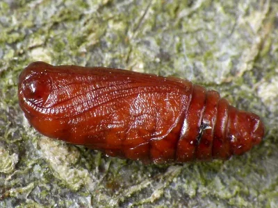 Eilema (Wittia) sororcula