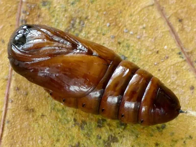 Clostera anastomosis