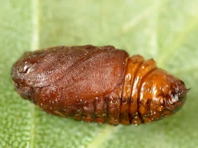 Thaumetopoea processionea