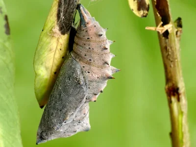 Nymphalis (Nymphalis) xanthomelas