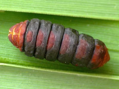 Megalophanes viciella