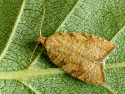 Aleimma loeflingiana