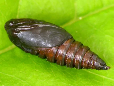 Hedya nubiferana