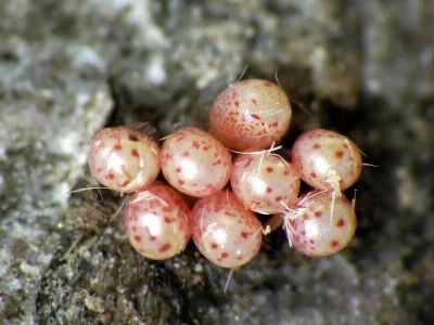 Campaea margaritaria