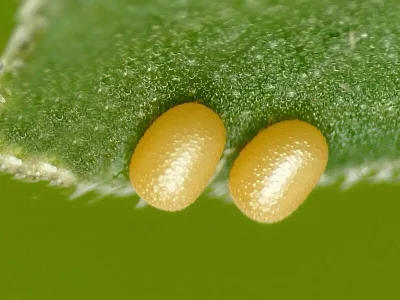 Coenotephria salicata