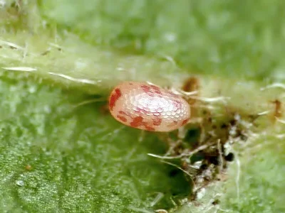 Cyclophora (Cyclophora) annularia