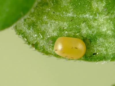 Lampropteryx suffumata