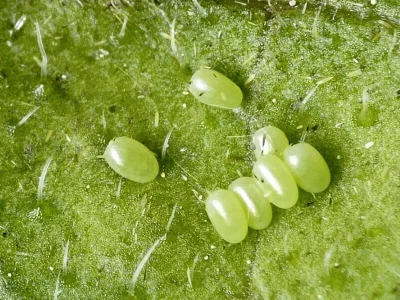 Pseudopanthera macularia