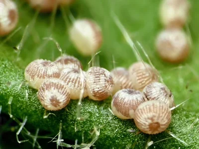 Cerastis (Cerastis) leucographa