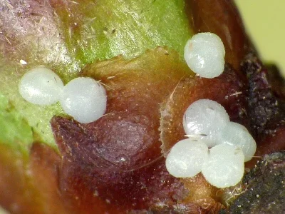 Conistra (Conistra) vaccinii