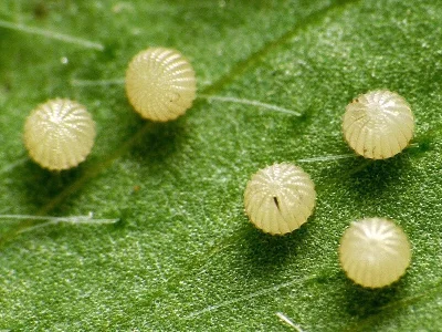 Dypterygia scabriuscula