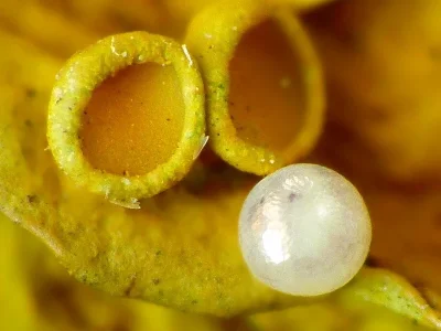 Eilema (Eilema) caniola