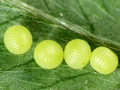 Euclidia (Euclidia) glyphica