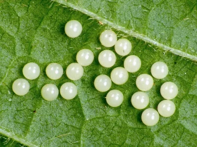 Euplagia quadripunctaria