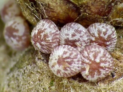 Lithophane (Lithophane) ornitopus