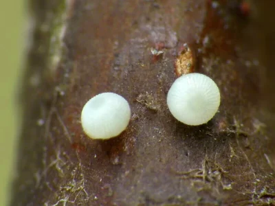 Orthosia (Semiophora) gothica