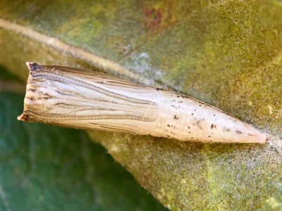 Cyclophora (Cyclophora) pendularia