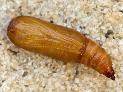 Scopula (Ustocidalia) ternata