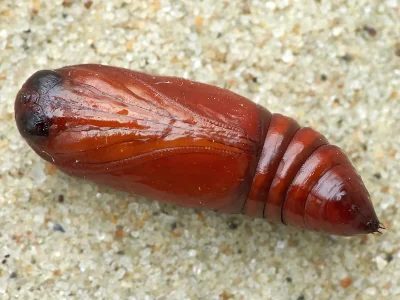 Mythimna (Mythimna) pallens