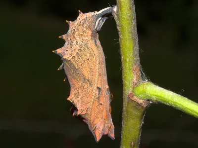 Nymphalis (Nymphalis) polychloros