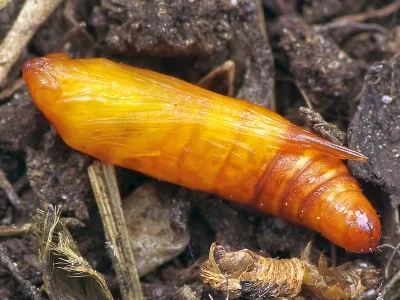 Aplocera praeformata