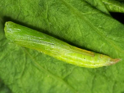 Stenoptilia graphodactyla