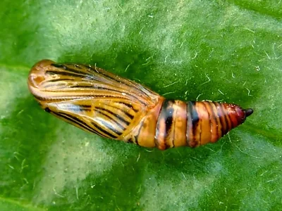 Aspitates (Napuca) ochrearia