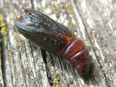 Dyscia (Eudyscia) fagaria