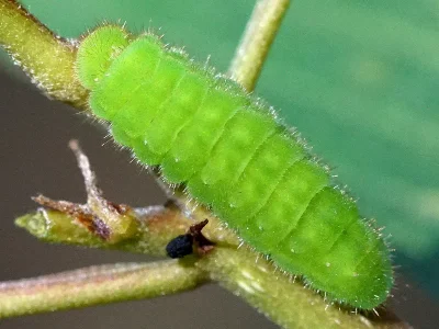 Callophrys (Callophrys) rubi