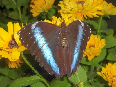 Morpho (Morpho) achilles