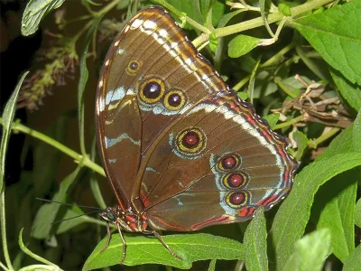 Morpho (Morpho) achilles