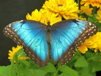 Morpho (Morpho) helenor peleides