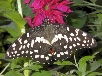 Papilio (Princeps) demodocus