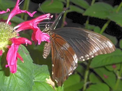 Papilio (Druryia) nireus