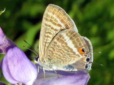 Lampides boeticus