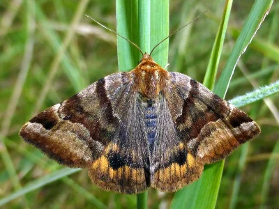 Euclidia (Euclidia) glyphica