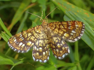 Chiasmia clathrata