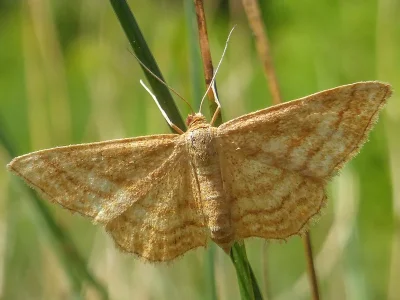 Idaea ochrata