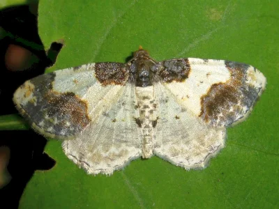 Ligdia adustata