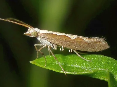 Plutella (Plutella) xylostella