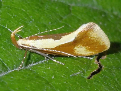 Harpella forficella