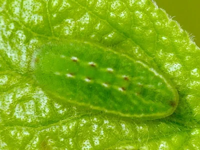 Satyrium (Strymonidia) pruni