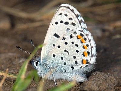 Pseudophilotes vicrama