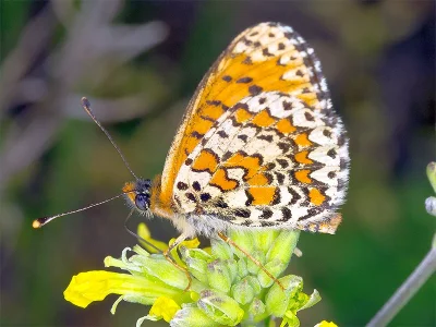 Melitaea trivia