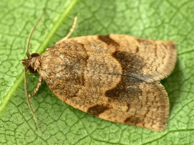 Choristoneura diversana