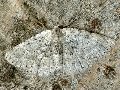 Charissa (Costignophos) pullata